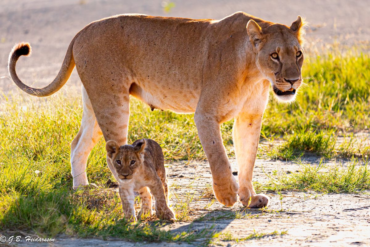 Lioness and cub walking through grass, Botswana