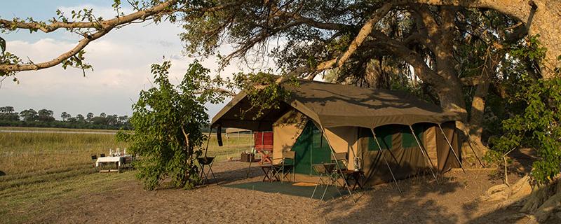 A canvas tent of the mobile camp under a large tree, Botswana