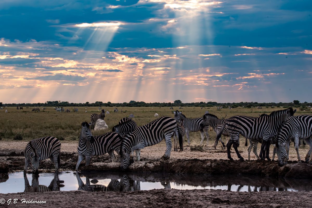 Zebra drinking at a waterhole under evening light, Botswana